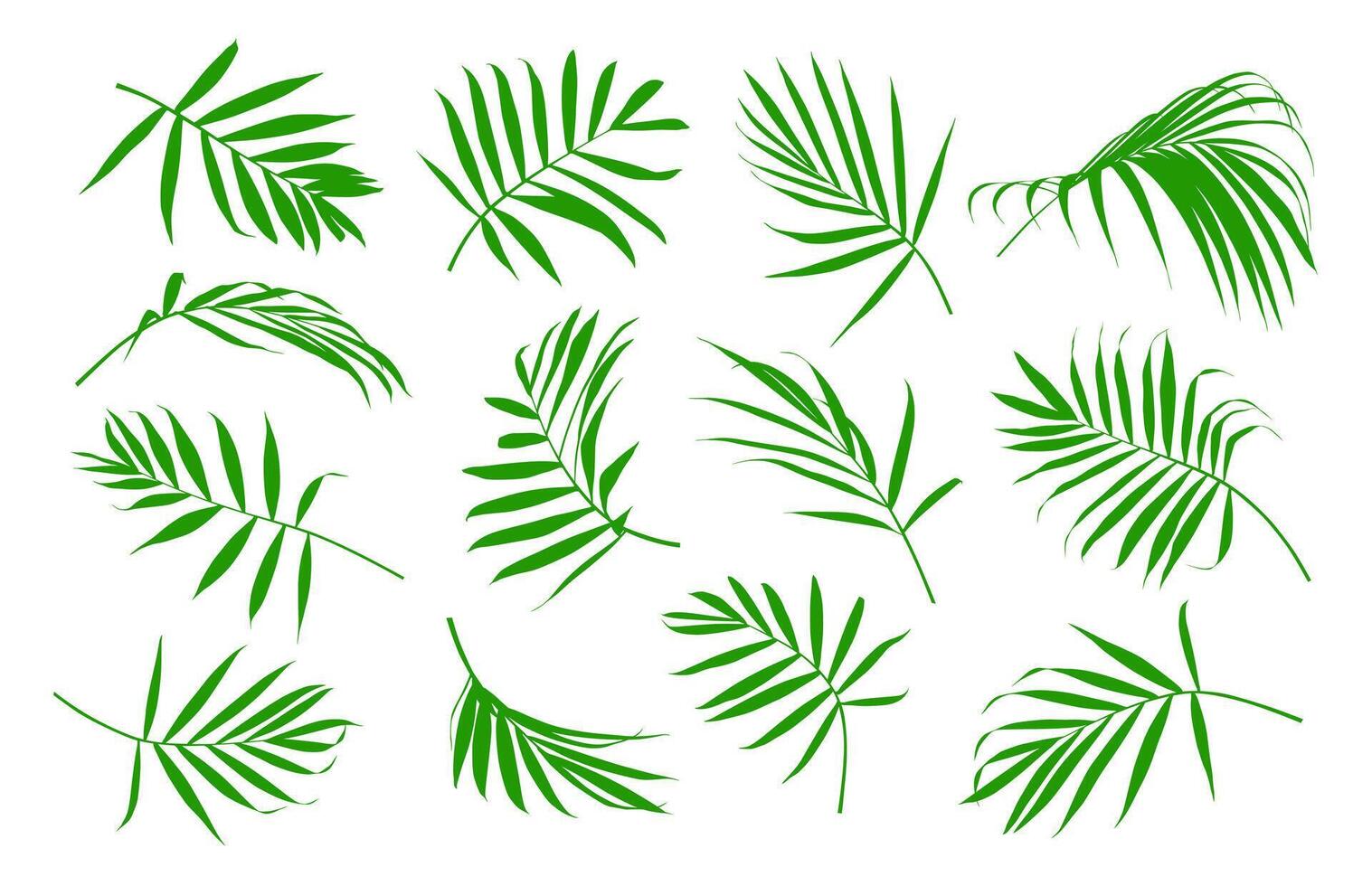 Set of tropical green palm tree leaf and coconut leaf isolated on white background. vector