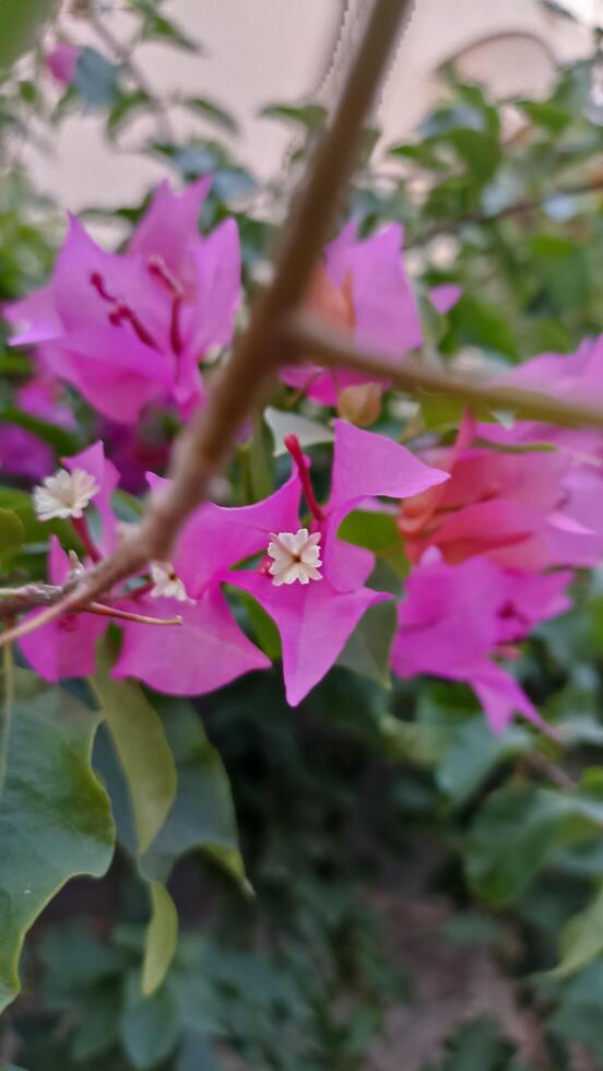 bougainvillea pink flower, artistic picture photo
