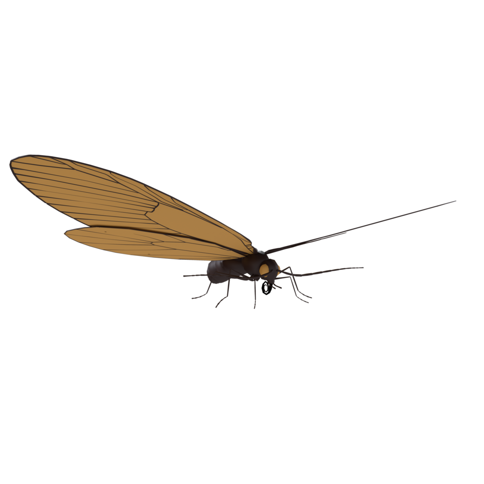 A brown and black insect with a long antennae and a black head png