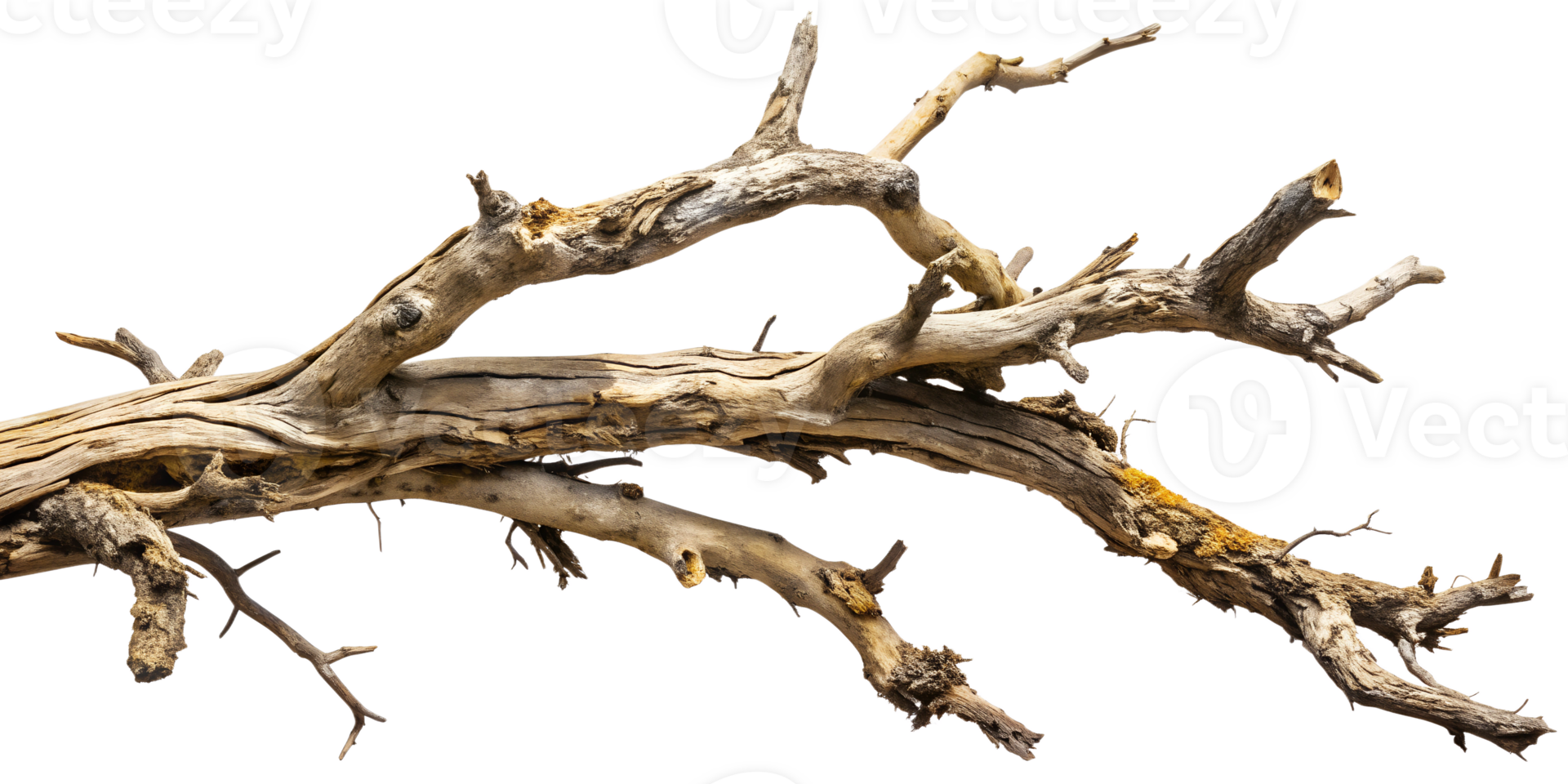 Weathered tree branch with moss, cut out transparent png