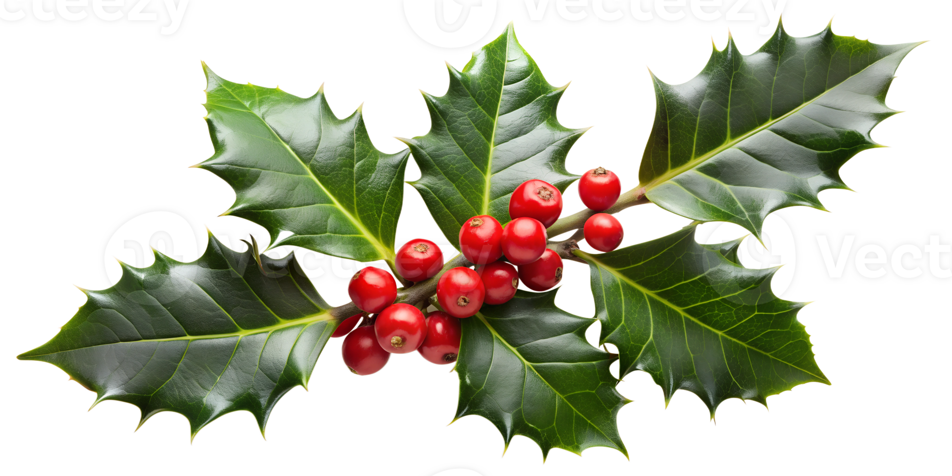 Christmas holly branch with vibrant red berries, isolated transparent background png