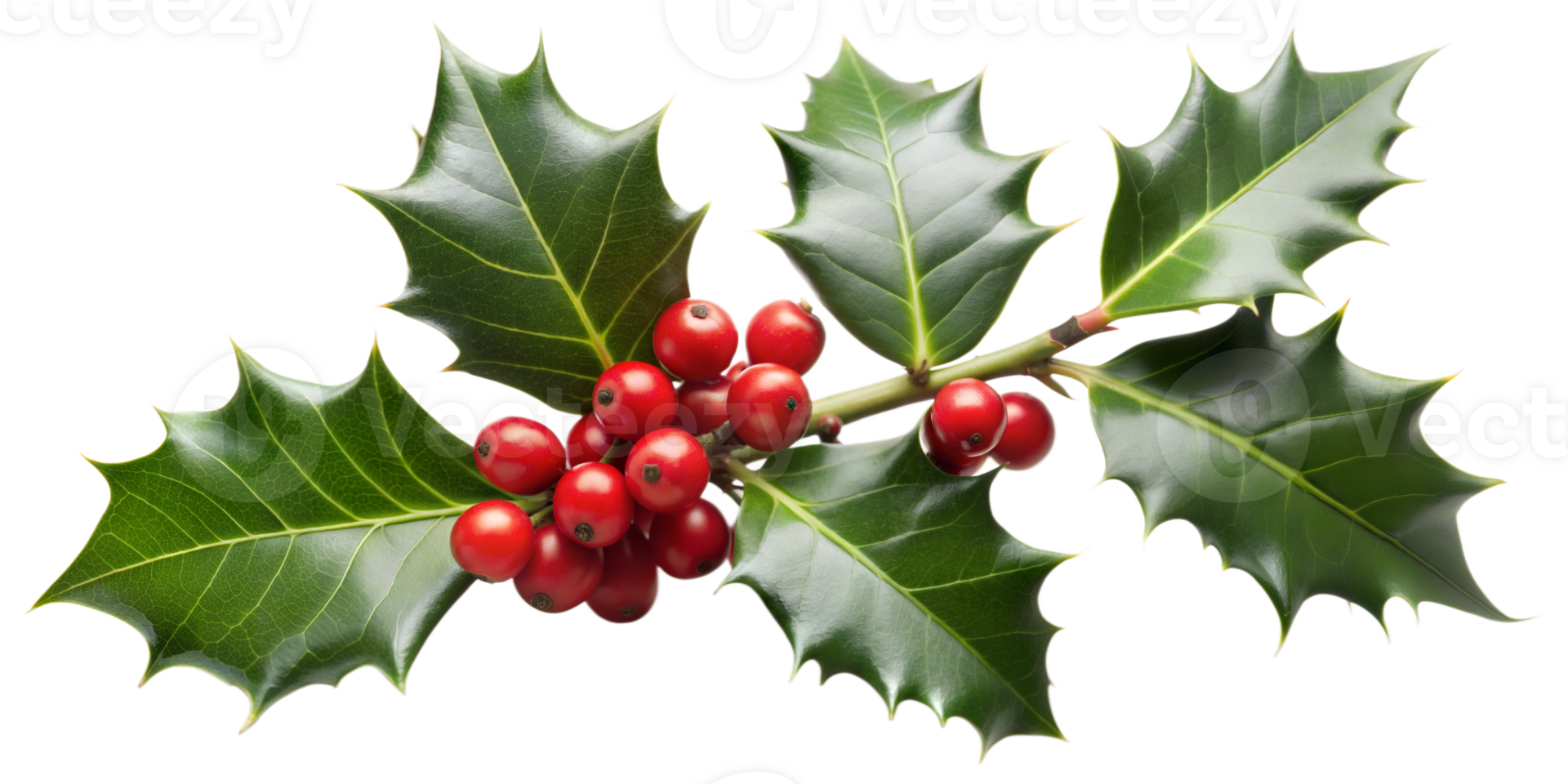 Lush holly branch with berries, isolated transparent background png