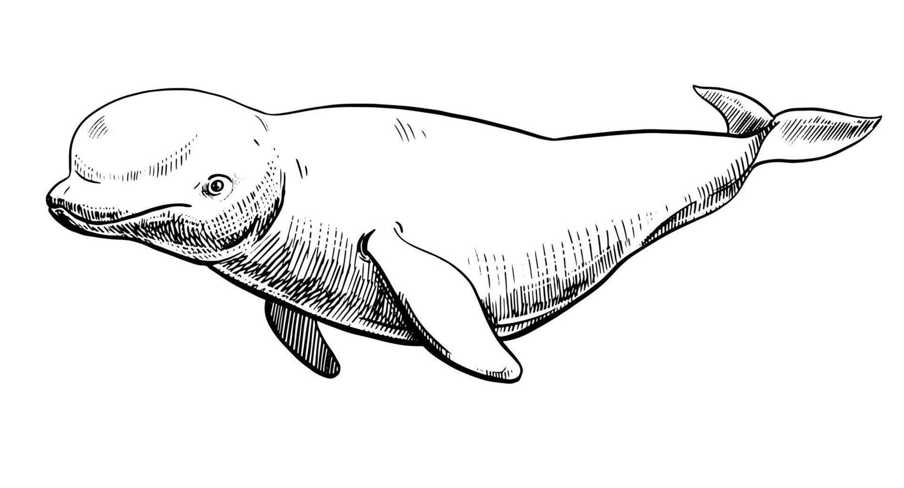 Engraving style sketch of an arctic white whale on a white background. Beluga line illustration. Underwater mammal hand drawn. vector