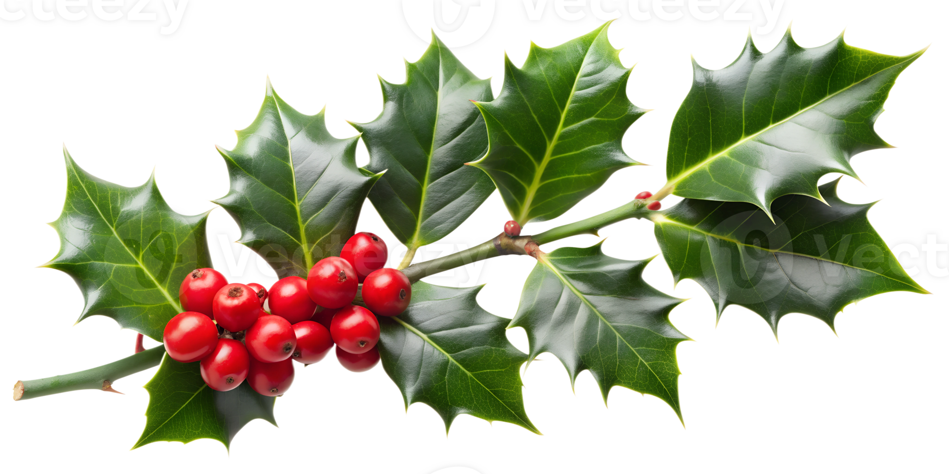 Decorative holly branch for Christmas, isolated transparent background png