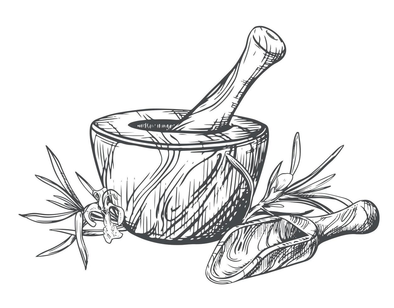 Rosemary, wooden mortar for grinding herbs, measuring spoon. illustration of aromatic herbs, spices. Hand sketch in engraving technique. Separate design elements in a rustic style. vector