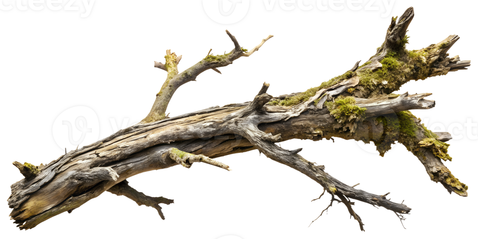 Old dead branch with moss, cut out transparent png