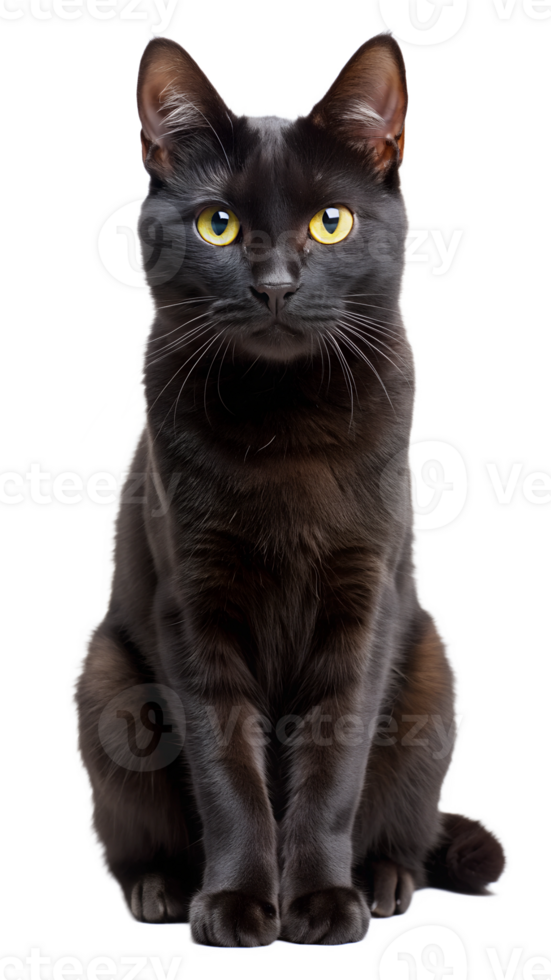 Black cat sitting upright with intense gaze png