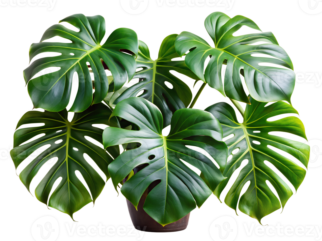 Monstera deliciosa with large green leaves, cut out transparent png