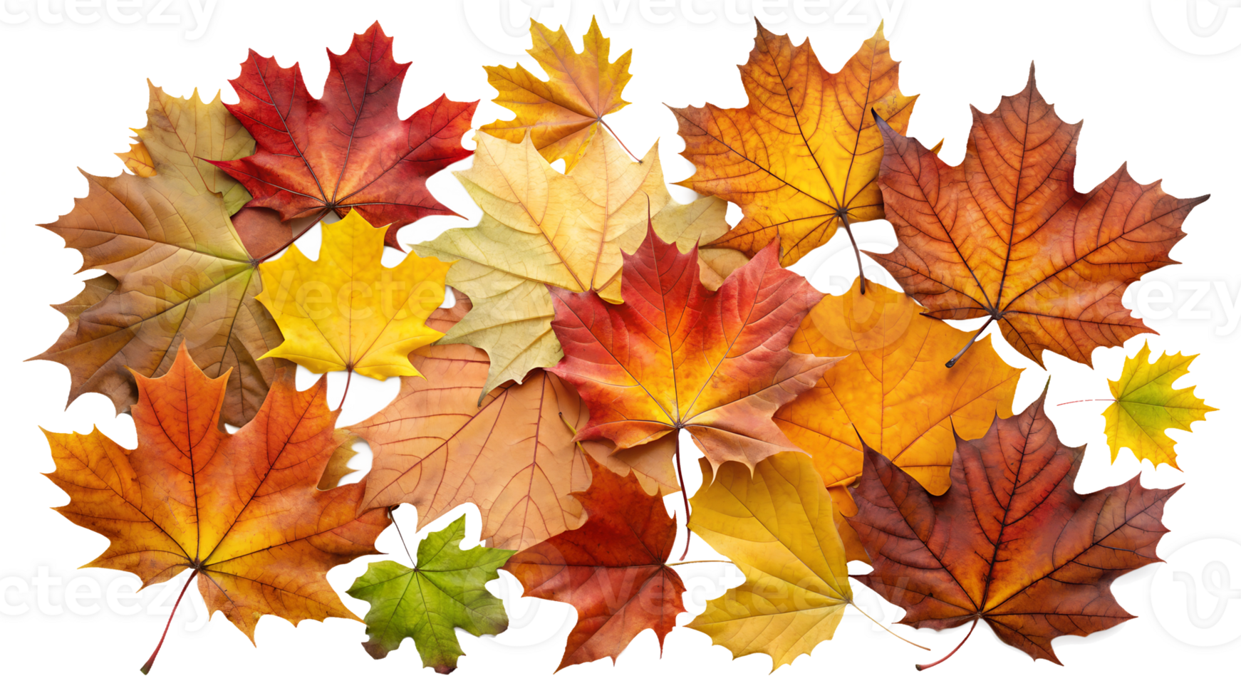 Scattered autumn leaves on transparent background png
