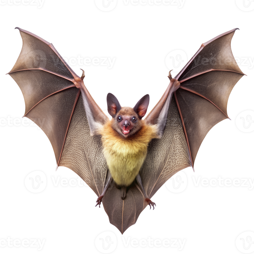 Adorable bat with wide wings and cute expression png