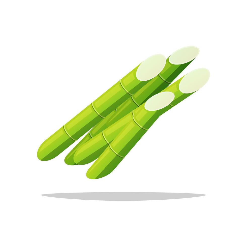 Sugar cane isolated on white background. vector