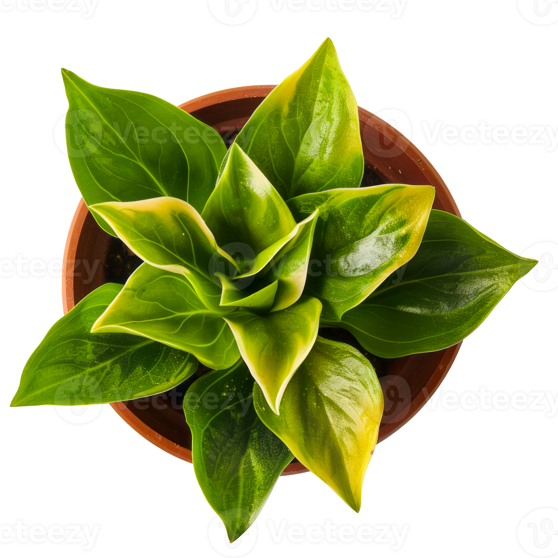 Top view of vibrant green indoor plant with broad leaves in a Top view of vibrant green indoor plant with broad leaves in a