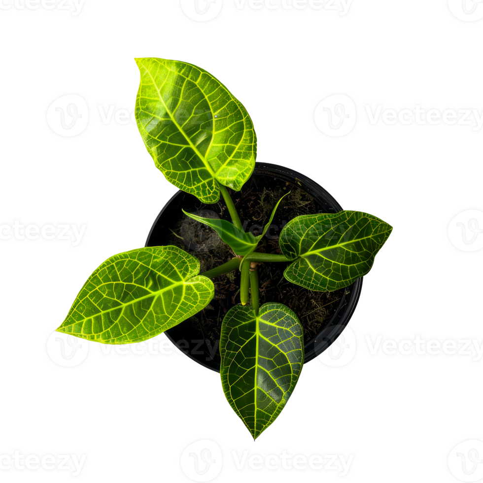 Vibrant Tropical Plant with Intricate Vein Pattern in Black Pot - High Detail Close-Up cut out on transparent background png