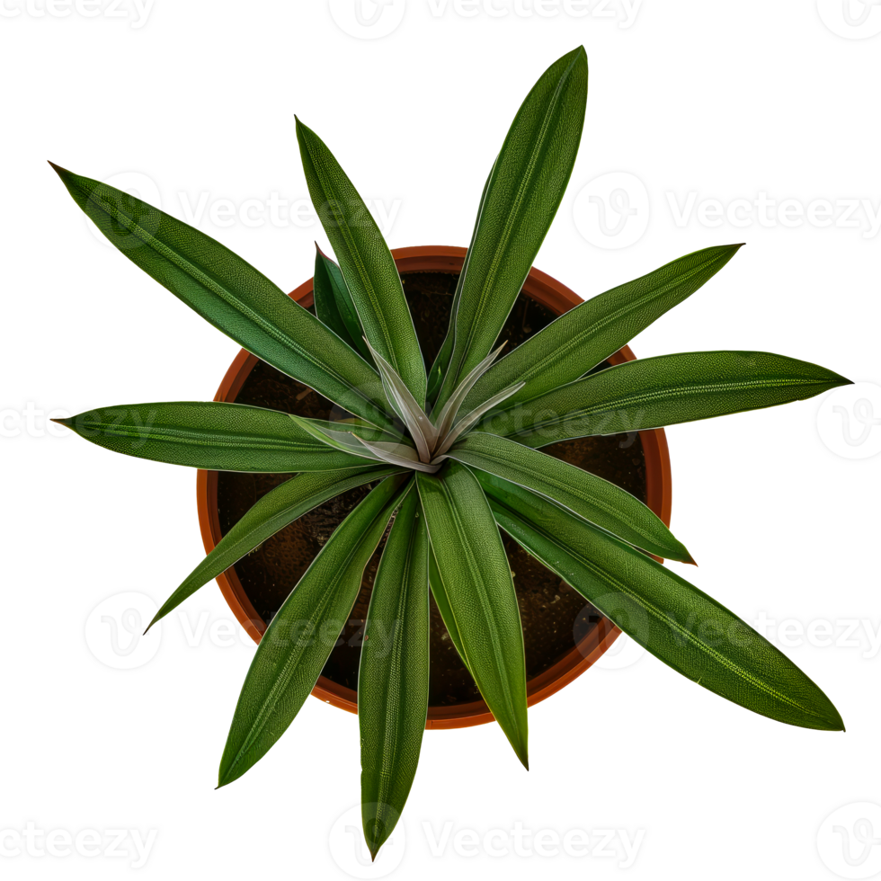 Top view of lush green potted plant with long pointed leaves in a terracotta pot cut out on transparent background png