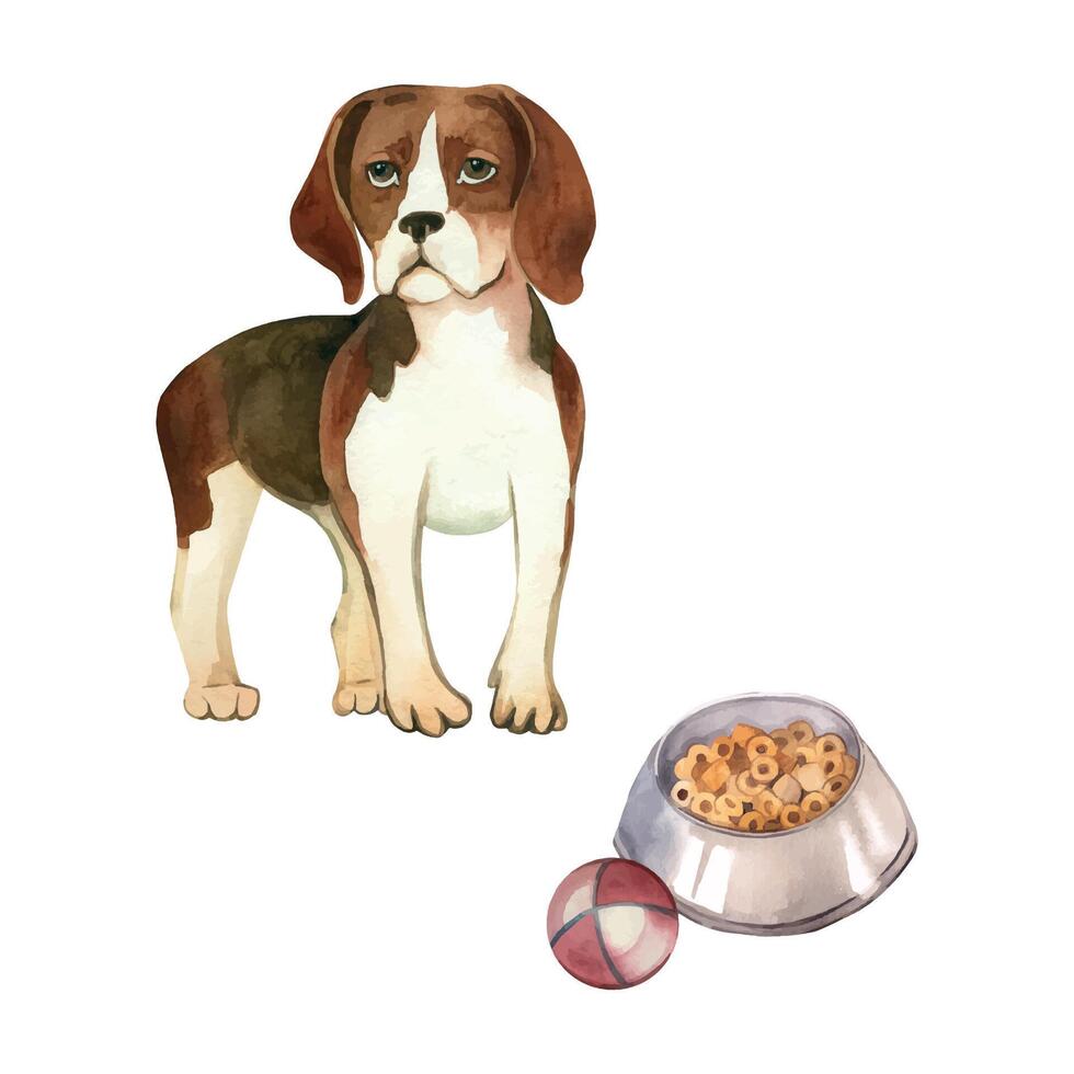 Beagle dog with a bowl filled with food and a ball for playing. All objects are hand-drawn with watercolors. Suitable for printing on fabric, paper, for cards, invitations and posters vector