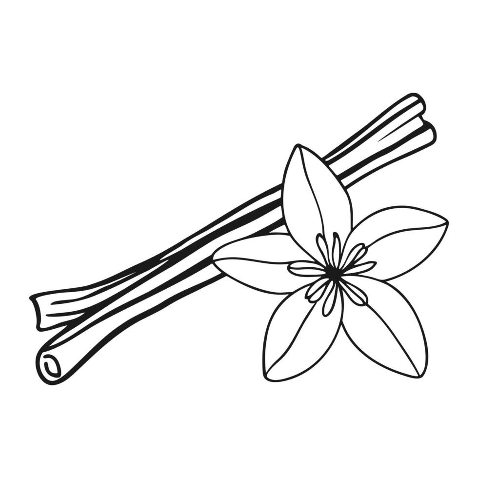 Cinnamon sticks and vanilla flower doodle outline drawing on white background vector