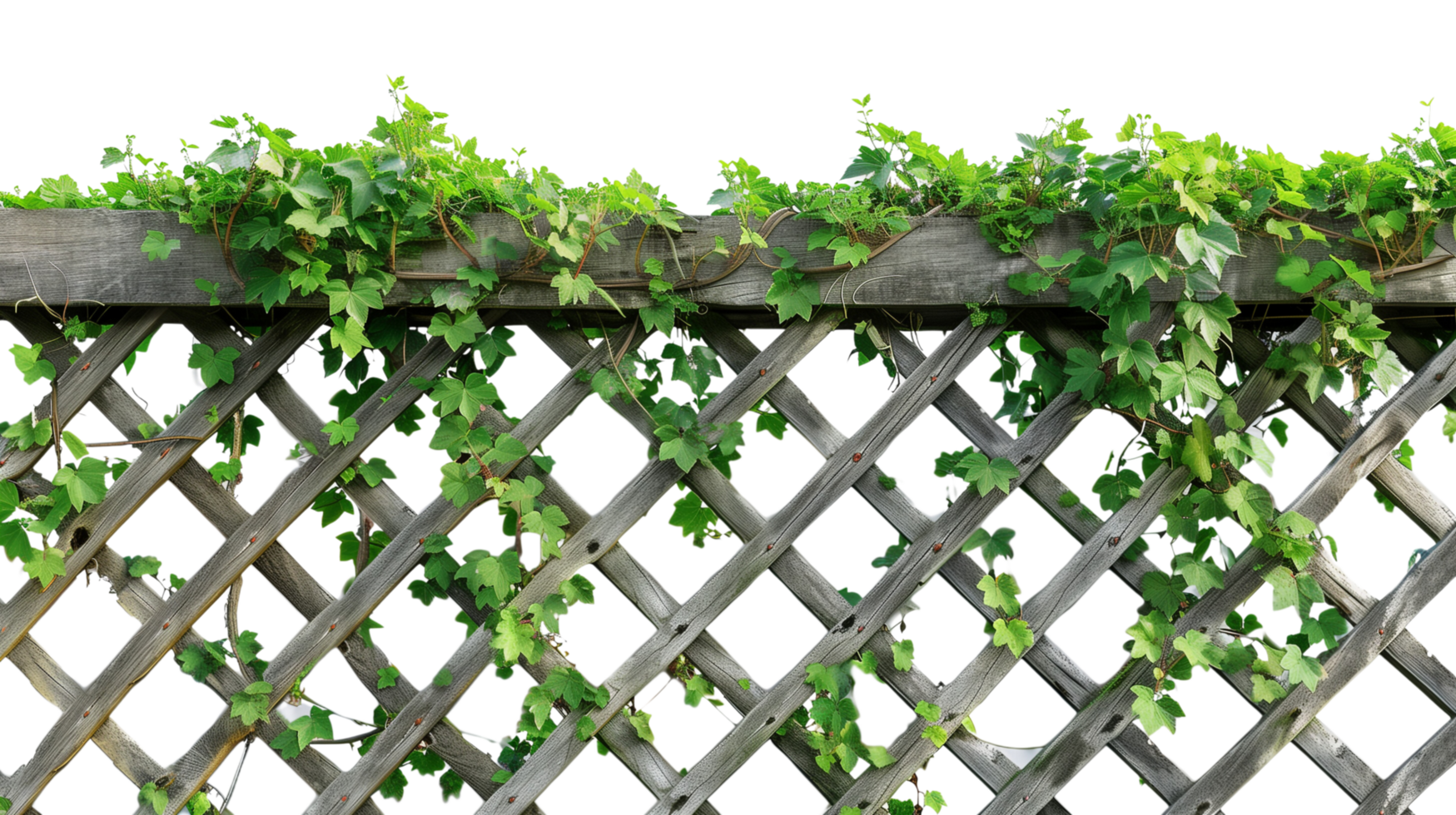 A rustic wooden lattice fence covered in vibrant green vines, isolated on a transparent background png
