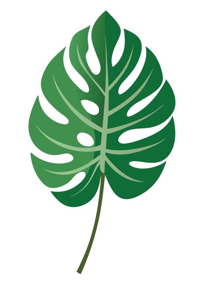 Monstera Leaf art on white background vector