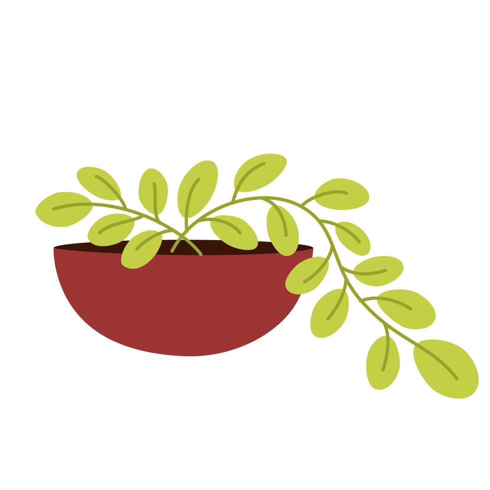 Green leaf plant in pot. Houseplant growing in flowerpot, string of pearls. Indoor greenery, leaves decoration. Home interior vegetation. Flat illustration isolated on white background vector