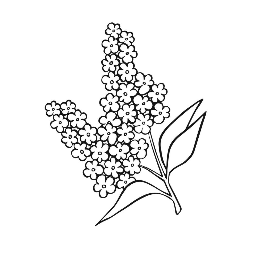 linear outline of flowers lilac branch, illustration vector