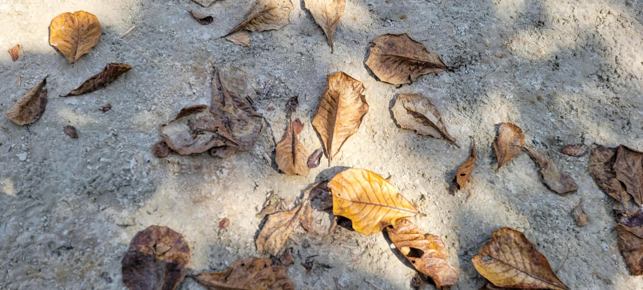 dry leaves on the beach sand photo