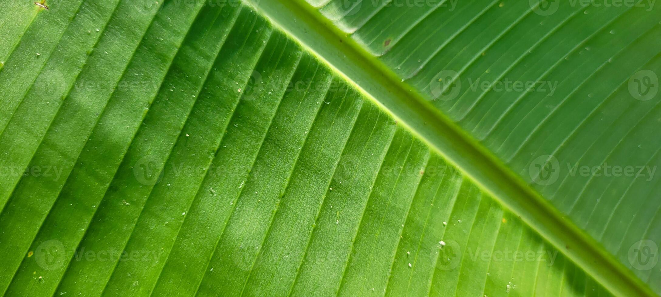 tropical green foliage with abstract lines photo