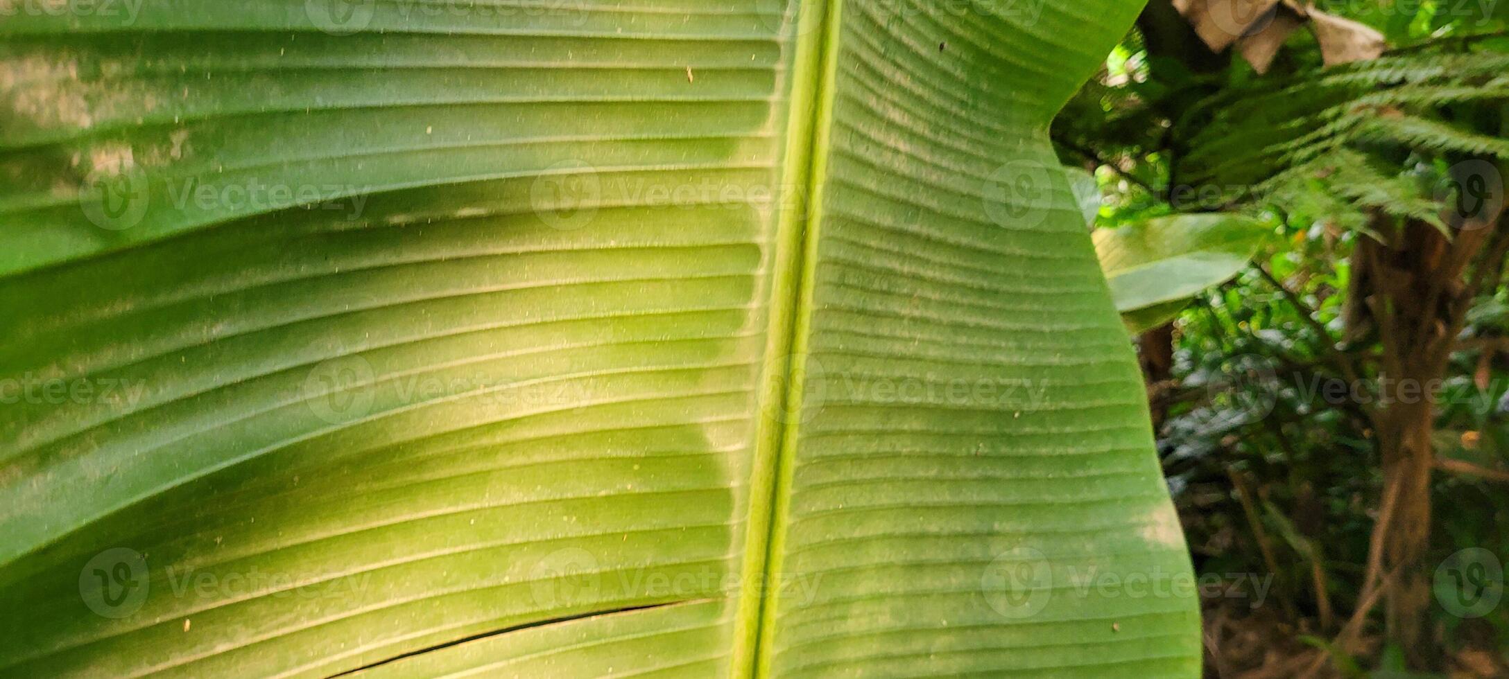 tropical green foliage with abstract lines photo