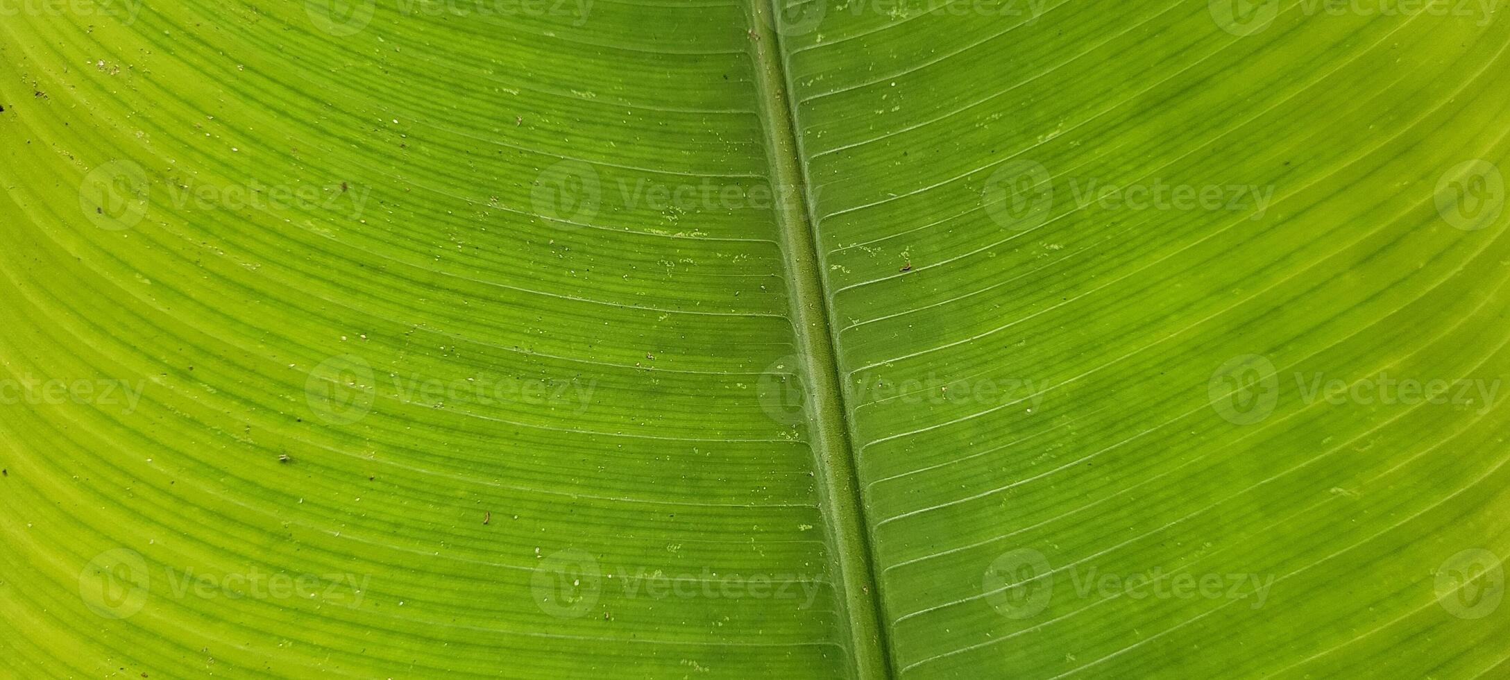 tropical green foliage with abstract lines photo