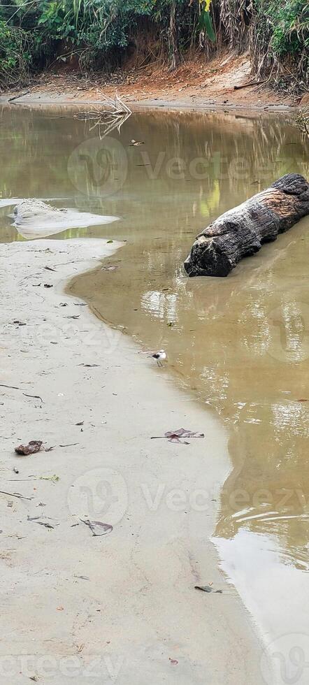 clear water river on the coast in ubatuba on itamambuca beach photo