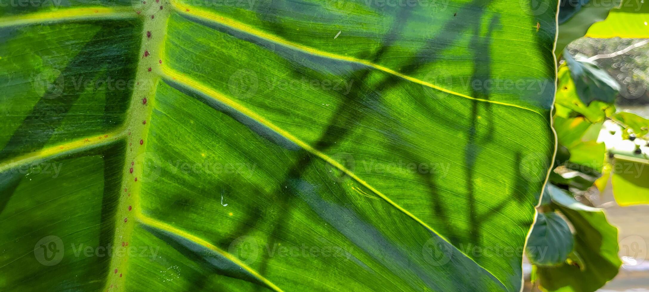 tropical green foliage with abstract lines photo
