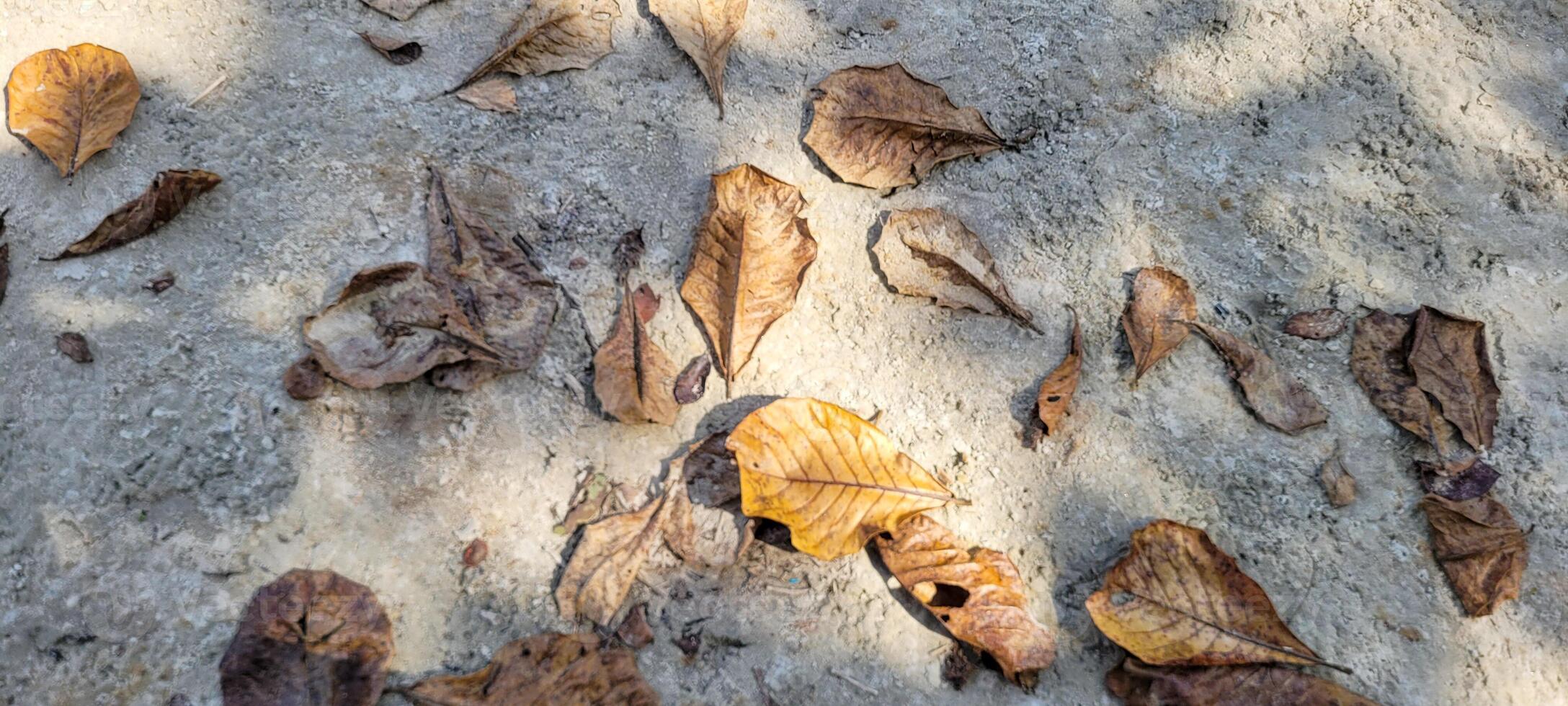 dry leaves on the beach sand photo