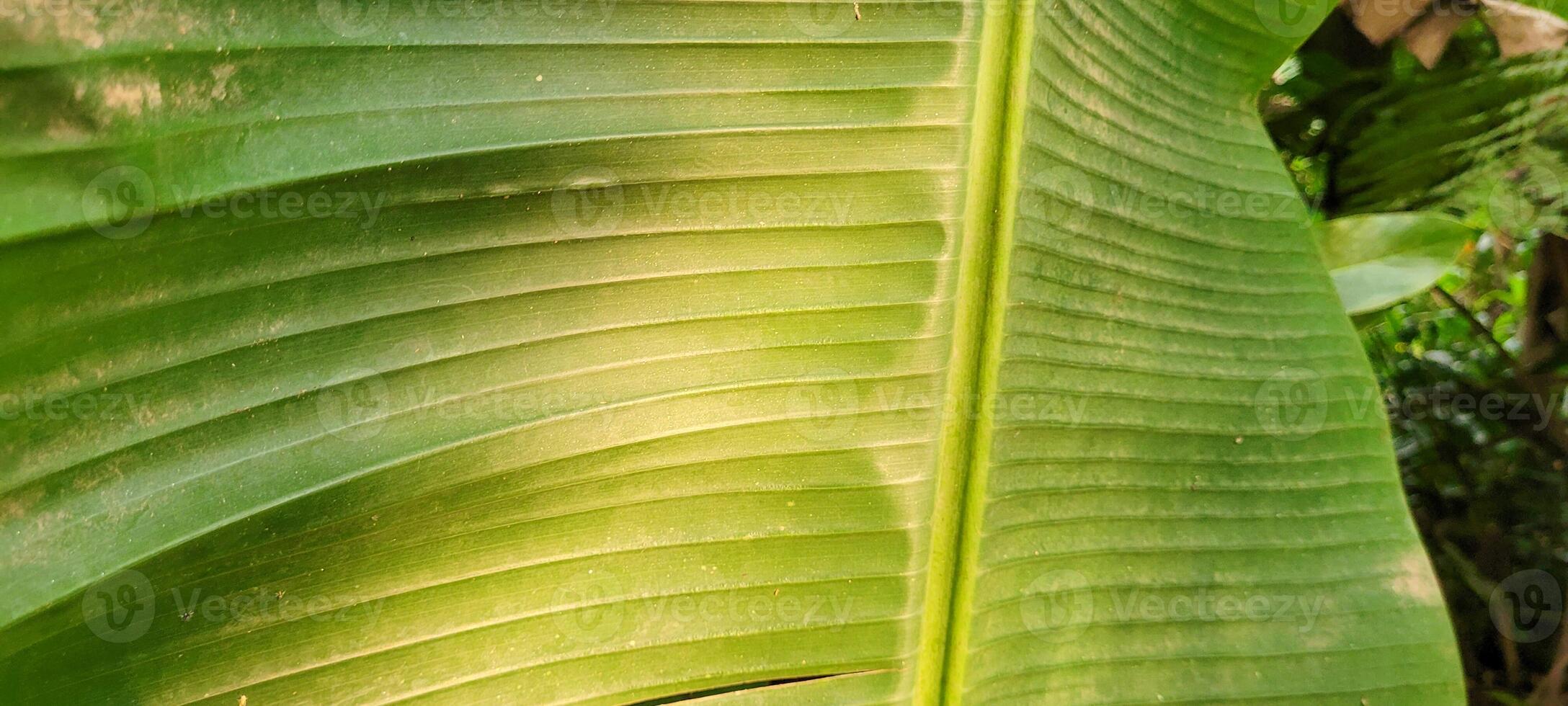 tropical green foliage with abstract lines photo
