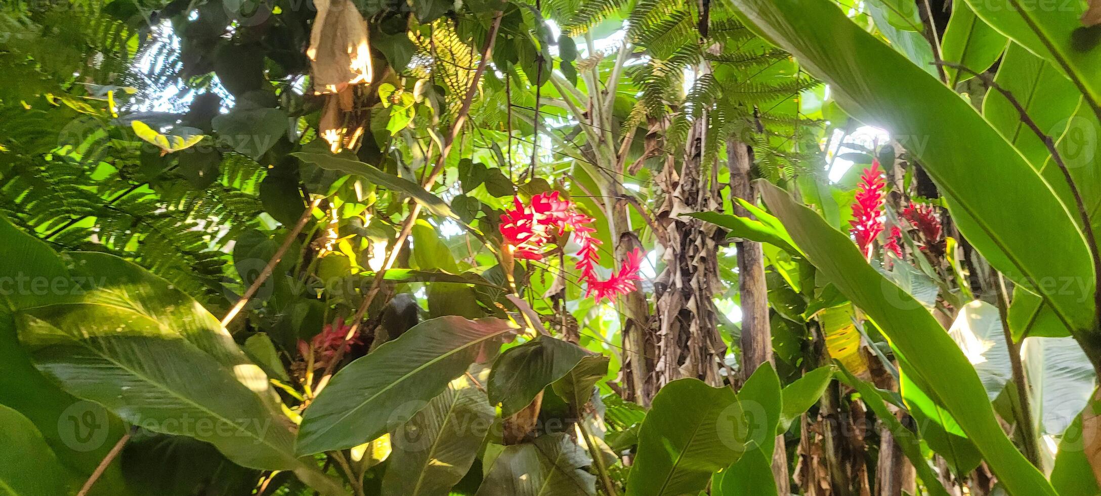 red ornamental plant planted in the middle of tropical nature photo