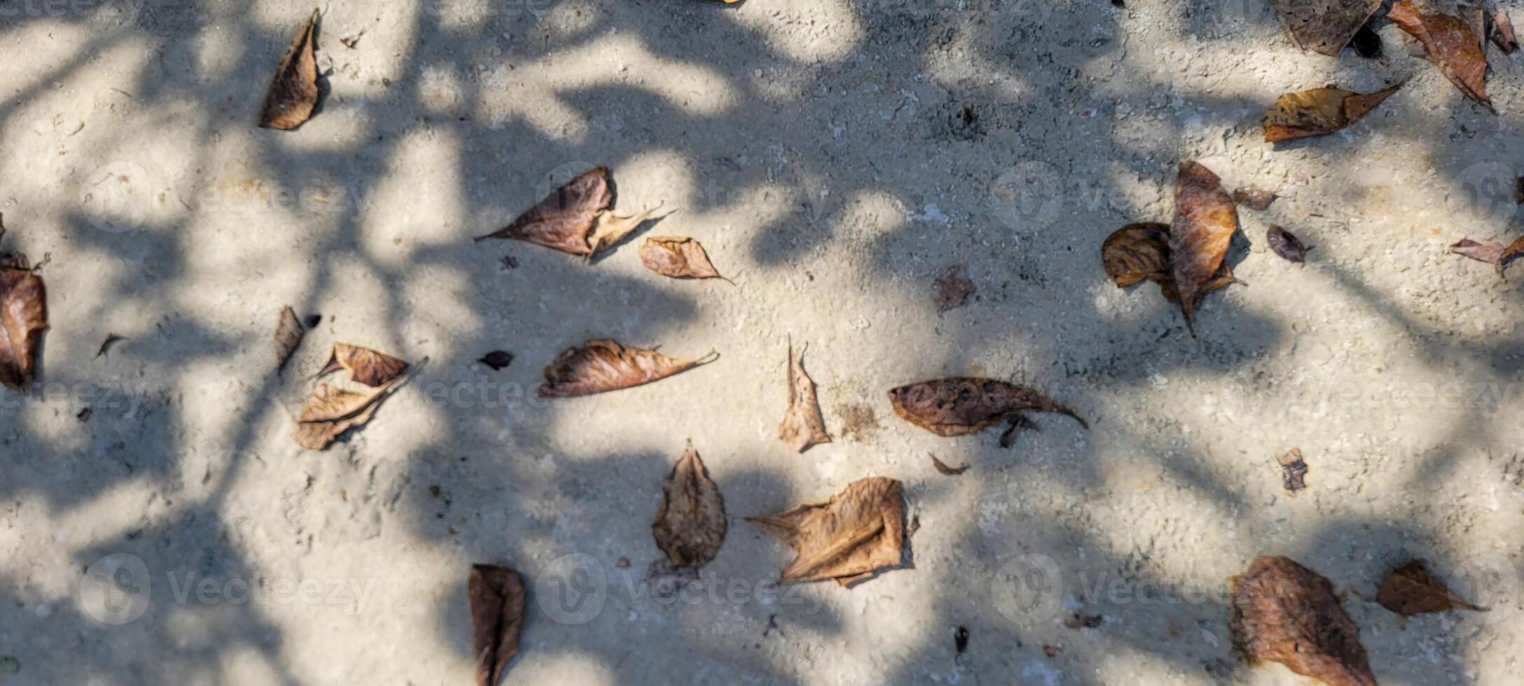 dry leaves on the beach sand photo