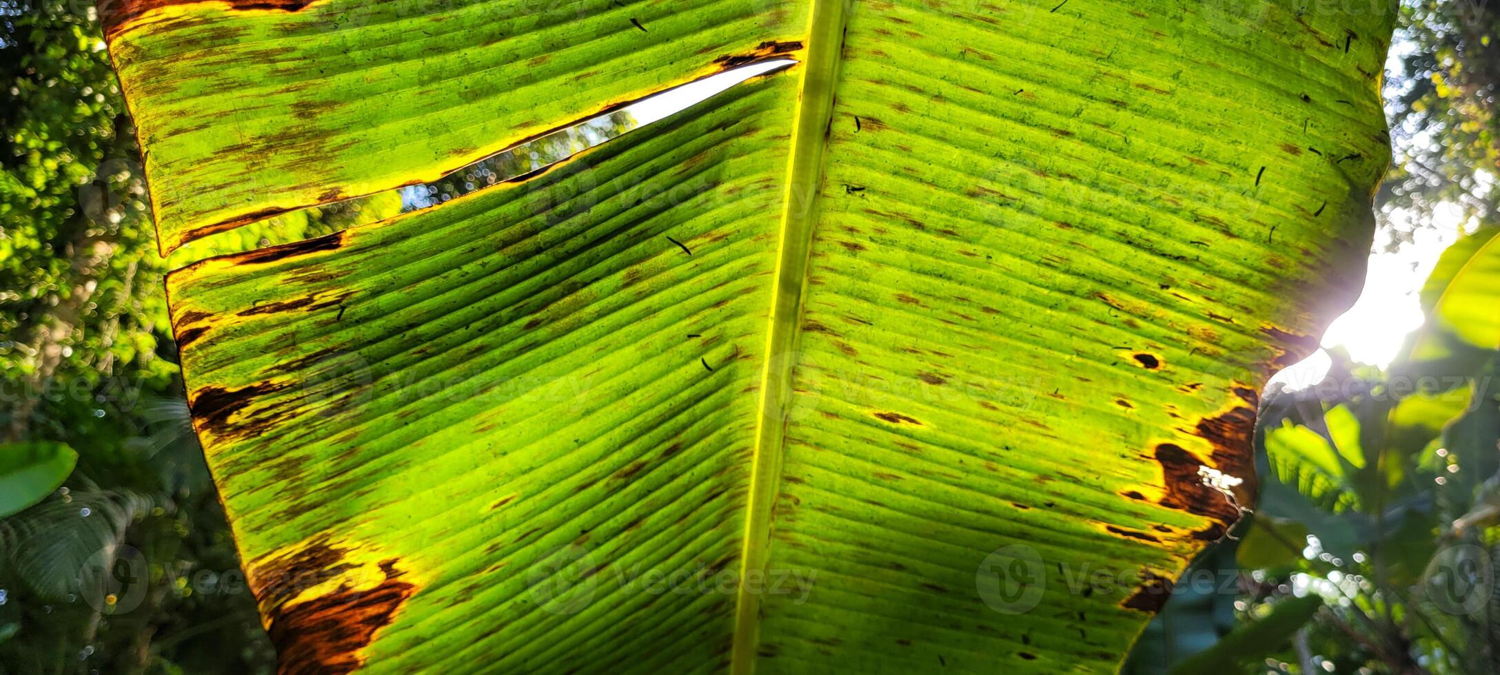 tropical green foliage with abstract lines photo