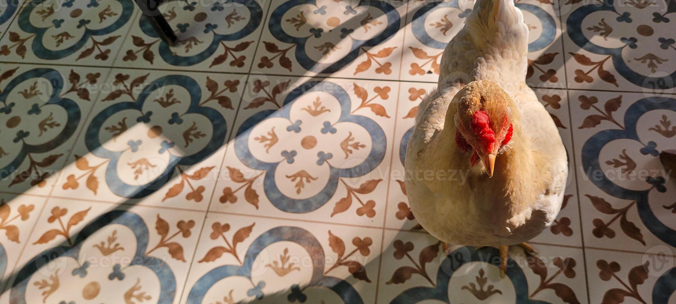 brown chicken on colored floor photo