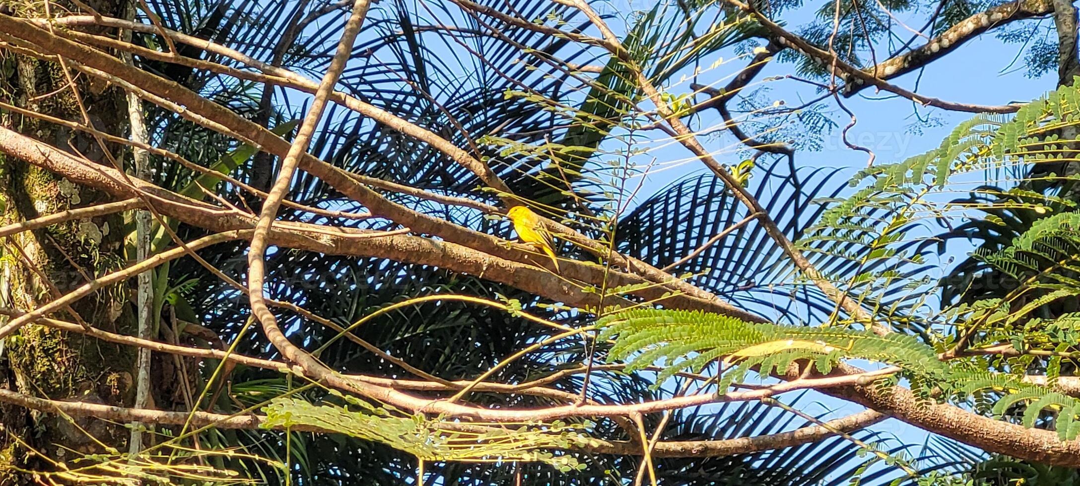 yellow bird on a tree branch in Brazil photo