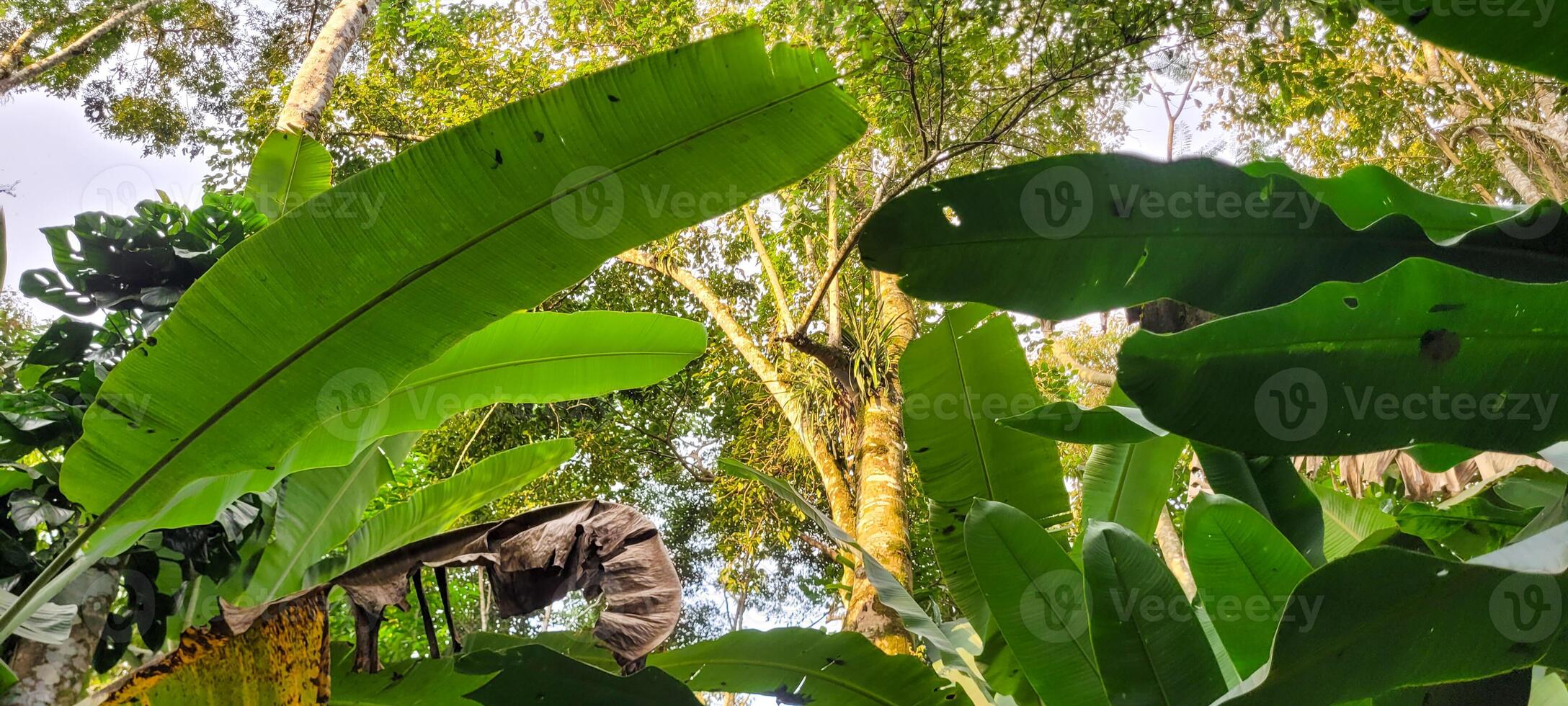 bottom-up view of nature observing the leaves of the trees photo