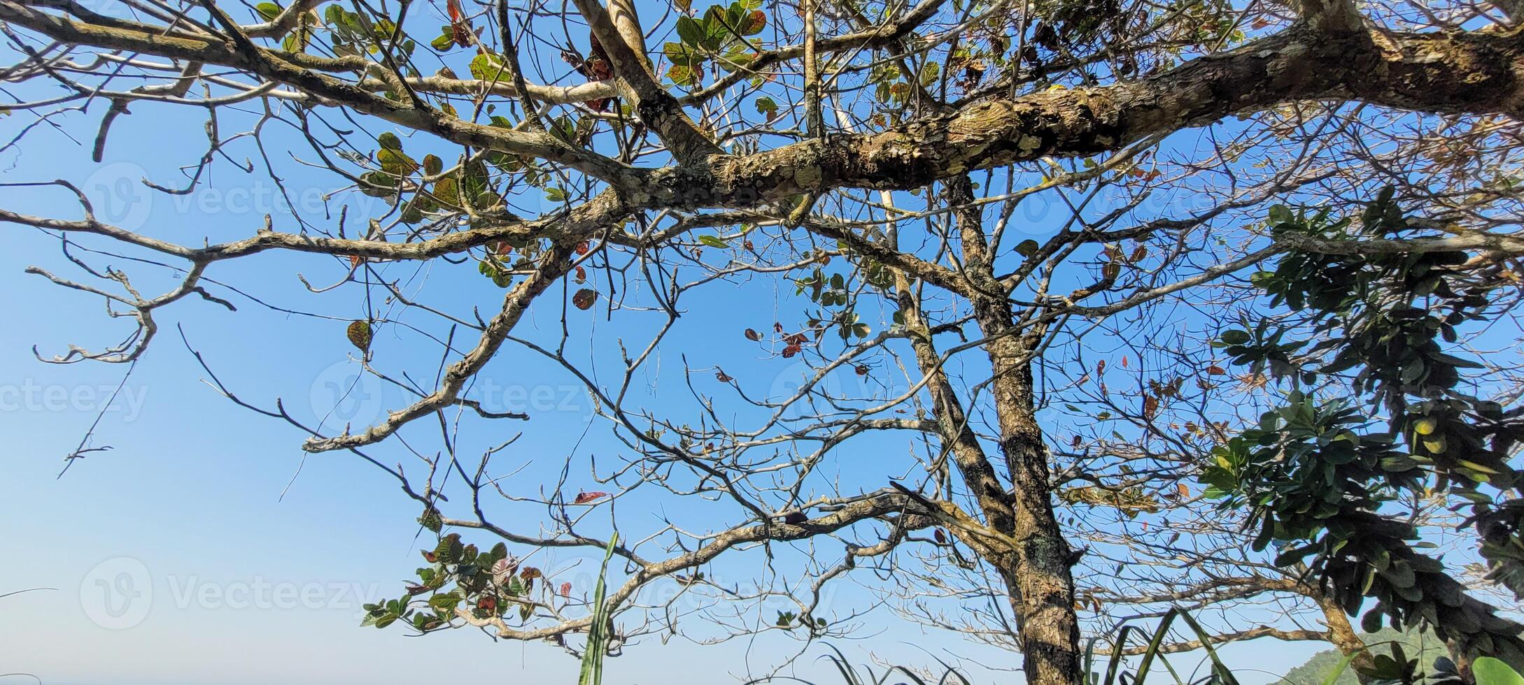 tree leaves on the beach photo