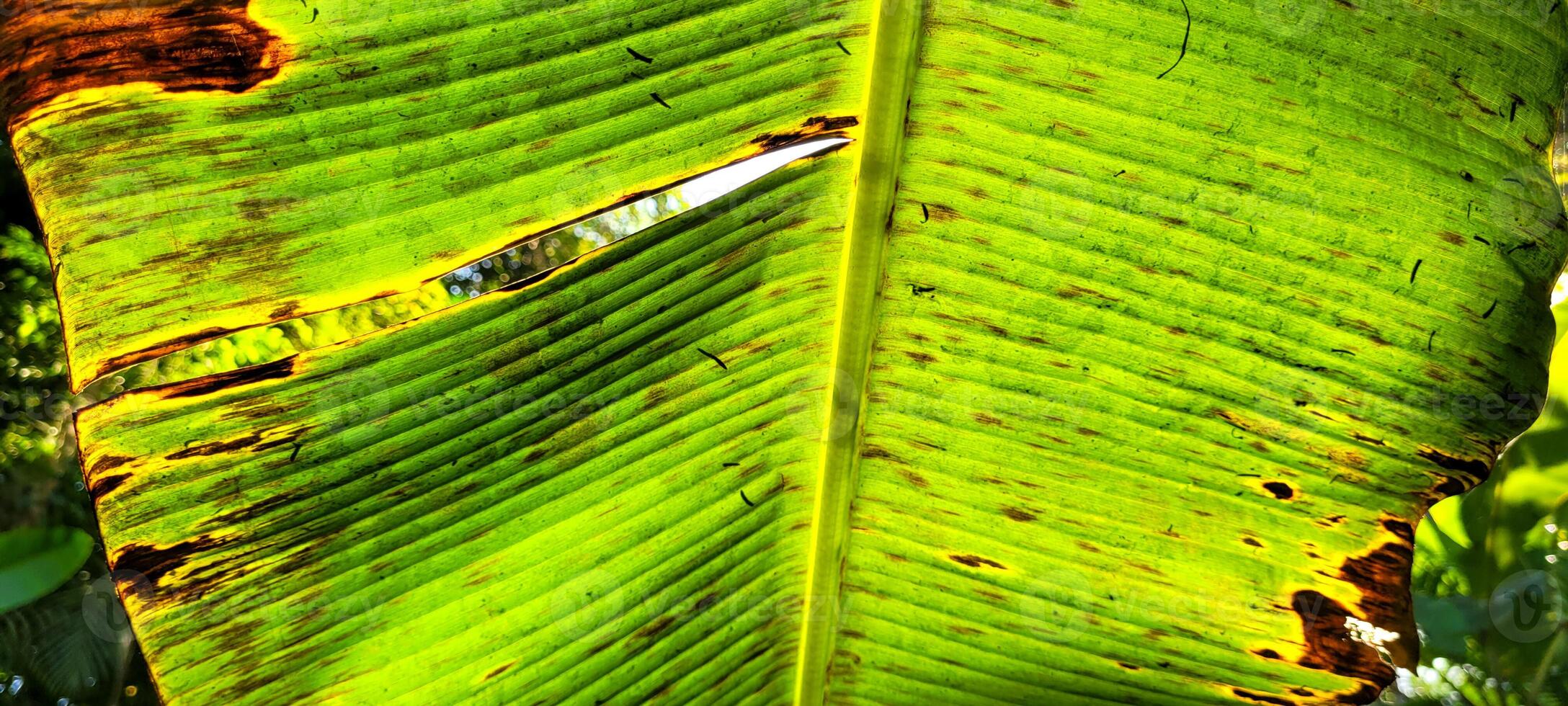 tropical green foliage with abstract lines photo