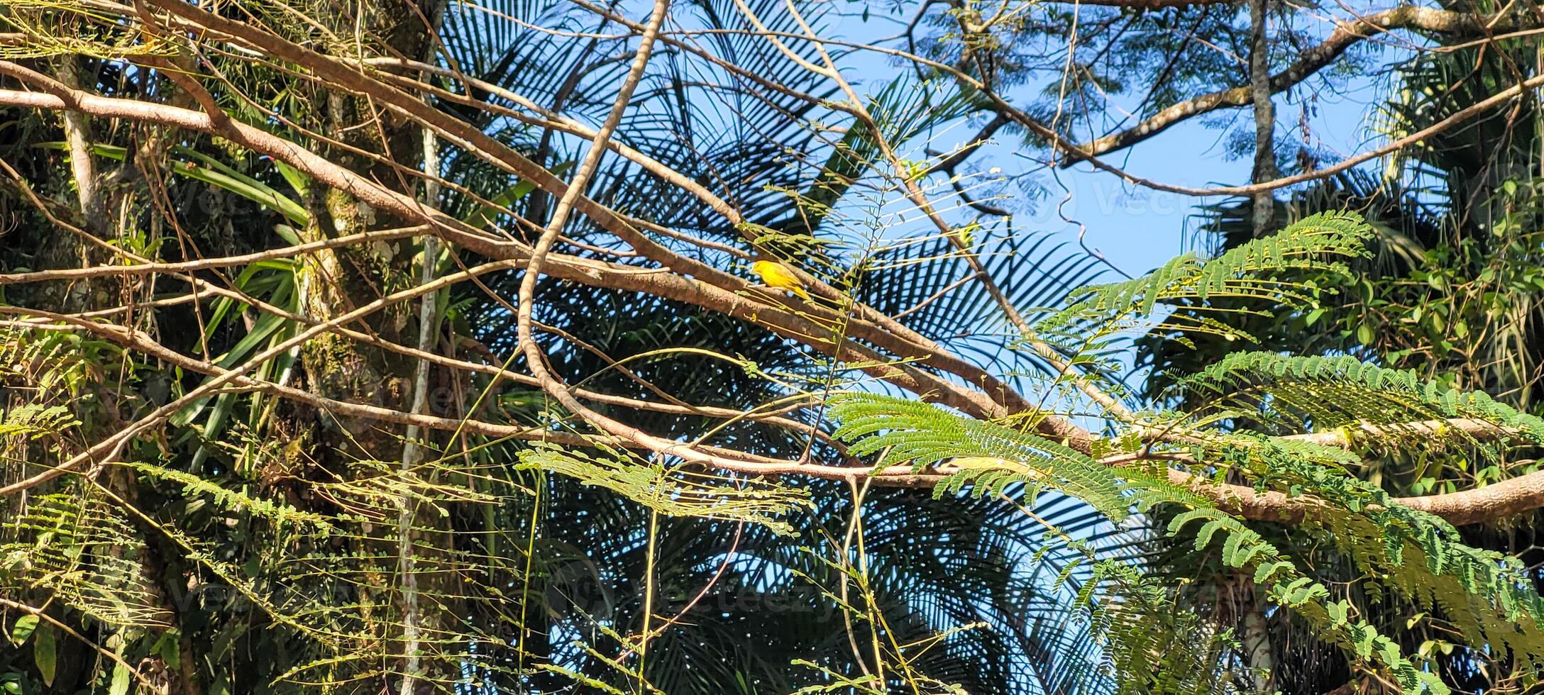 yellow bird on a tree branch in Brazil photo