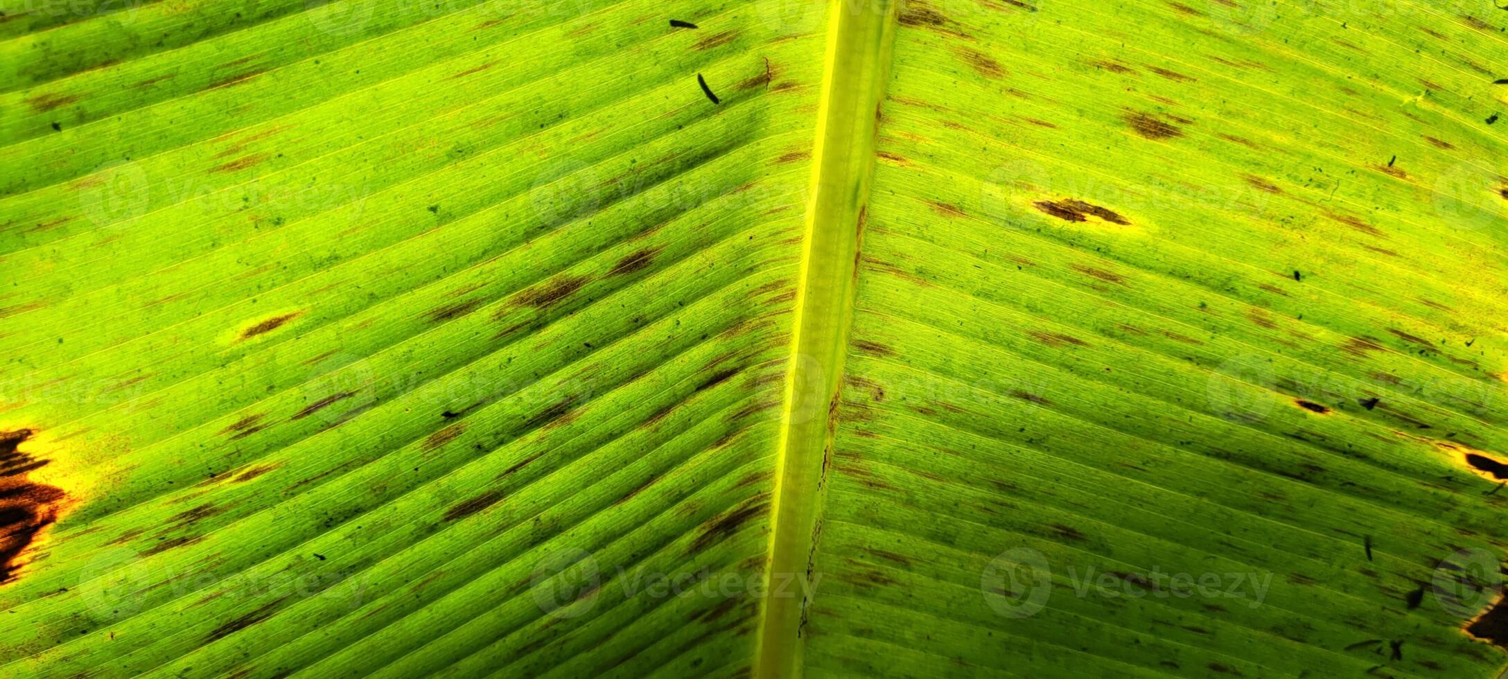 tropical green foliage with abstract lines photo