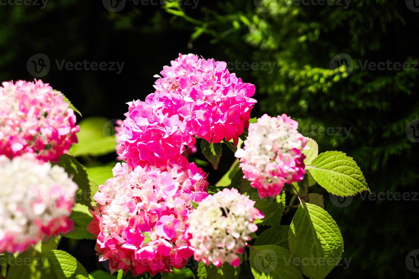 Close-up of pink hydrangea bushes in the garden photo