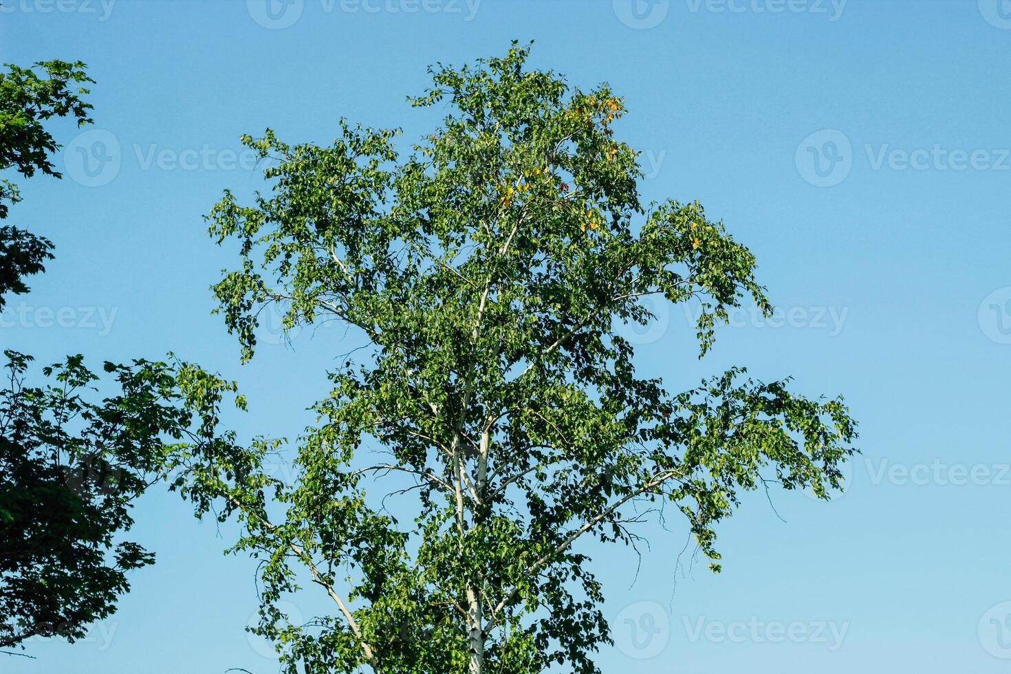 green tree crowns on the background of the sky photo