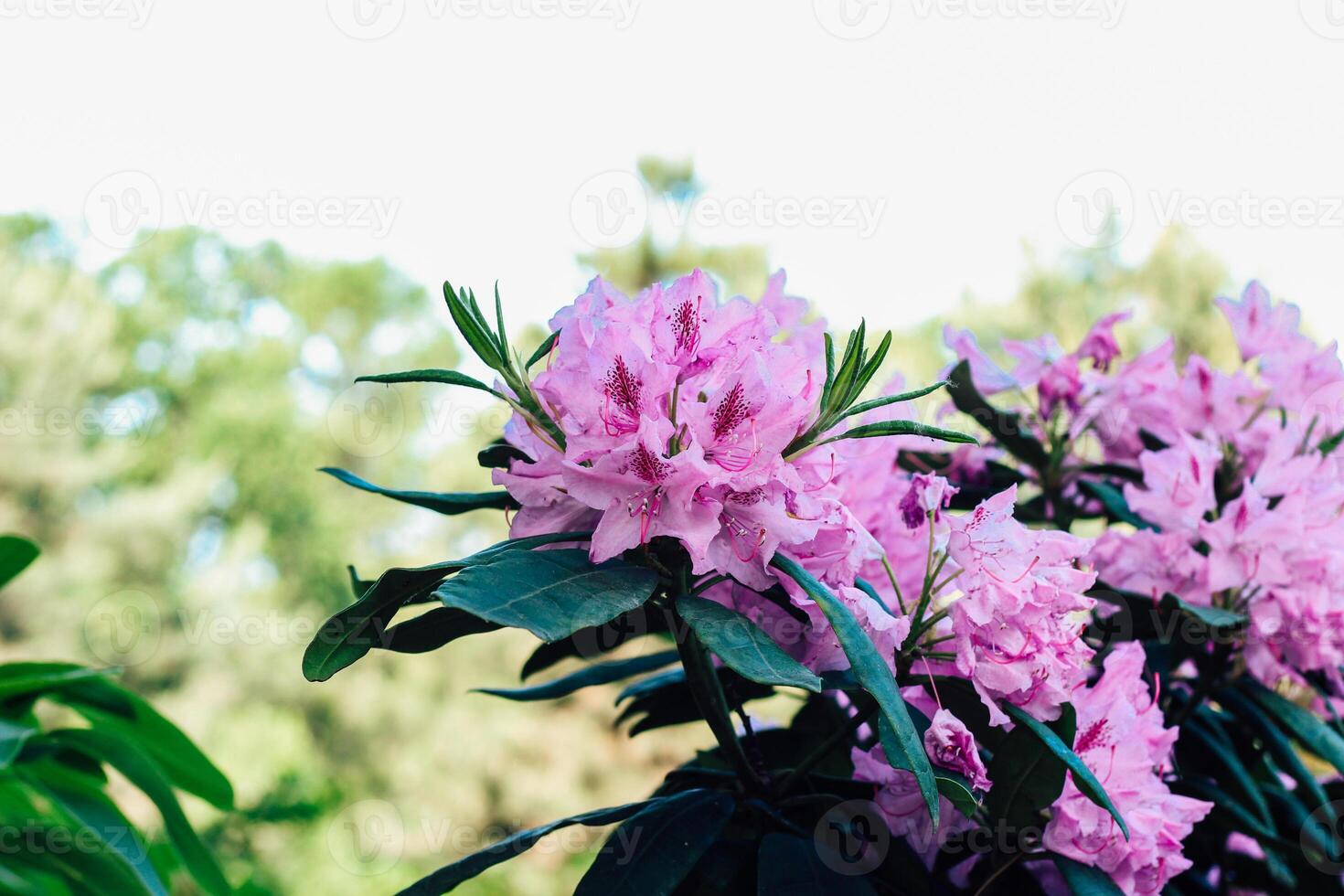 Plant bush purple rhododendron close up photo