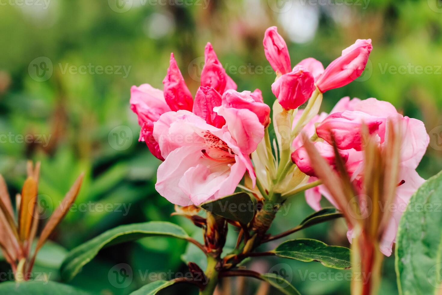 Plant bush pink rhododendron close up photo