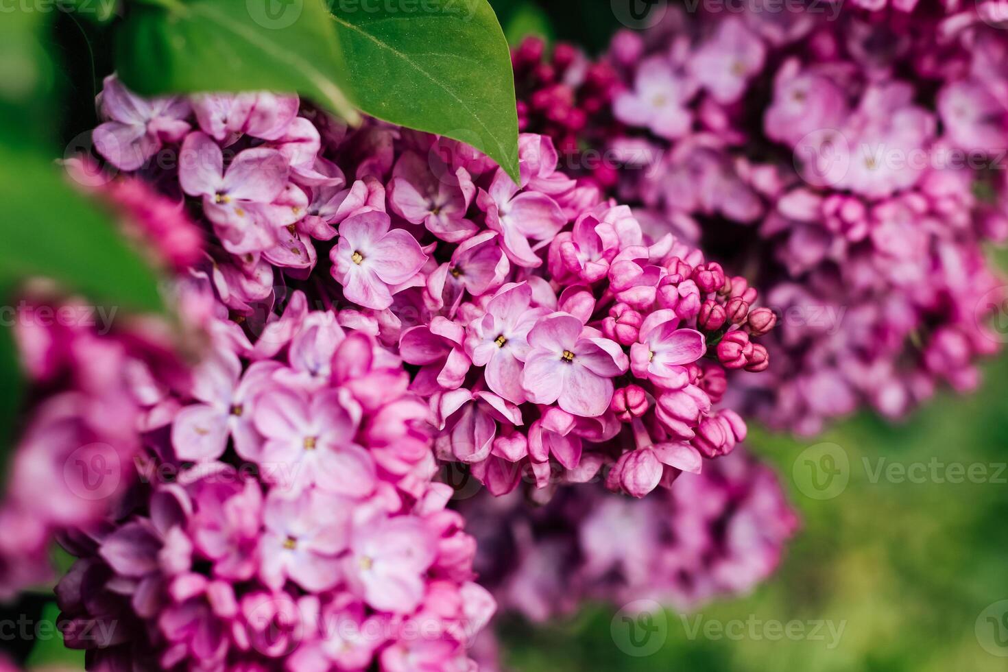 Pink lilac flower close-up in botanical garden photo