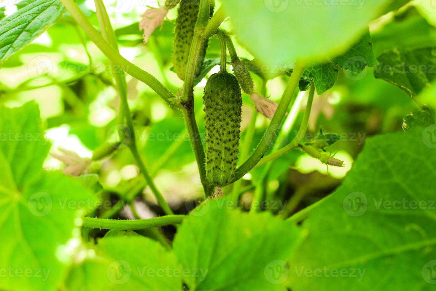 Cucumber Tree Stock Photos, Images and Backgrounds for Free Download