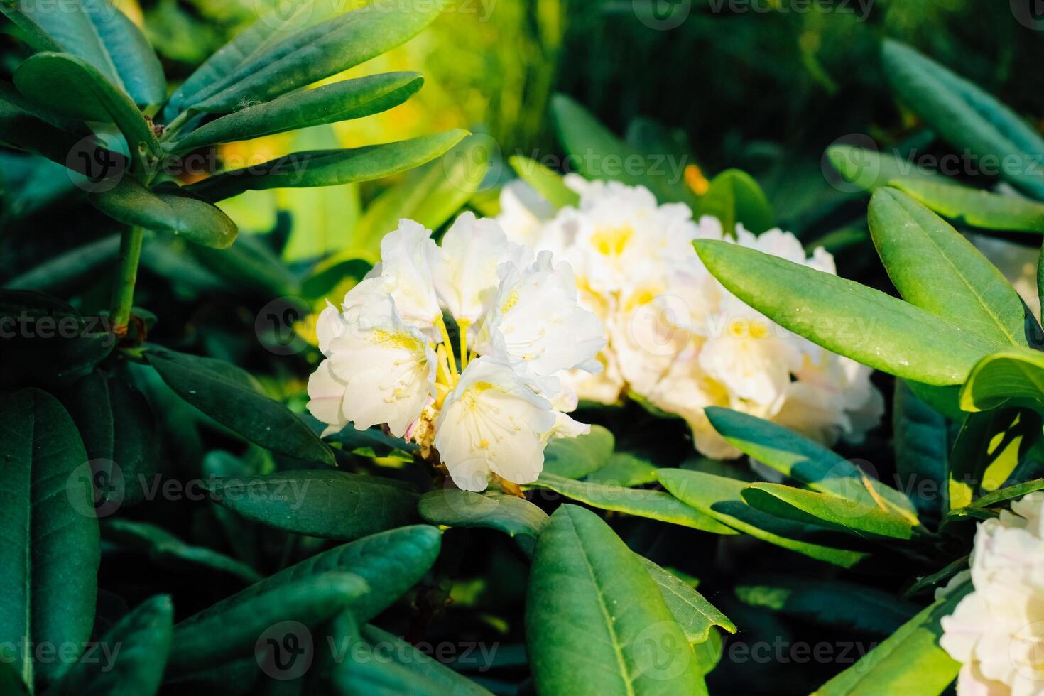Plant bush white rhododendron close up photo
