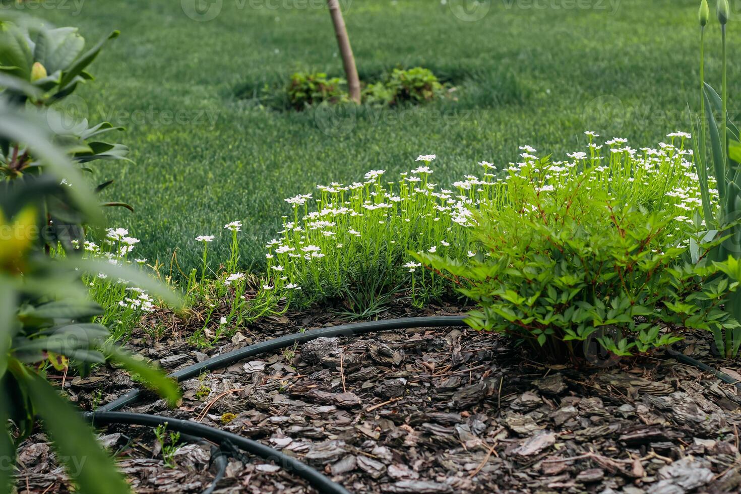 Decorative daisies in the landscape garden photo